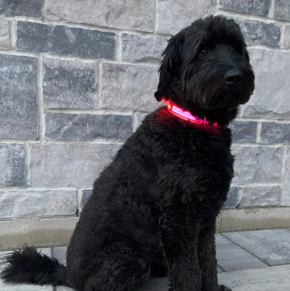 LED Collar -  Pretty in Pink