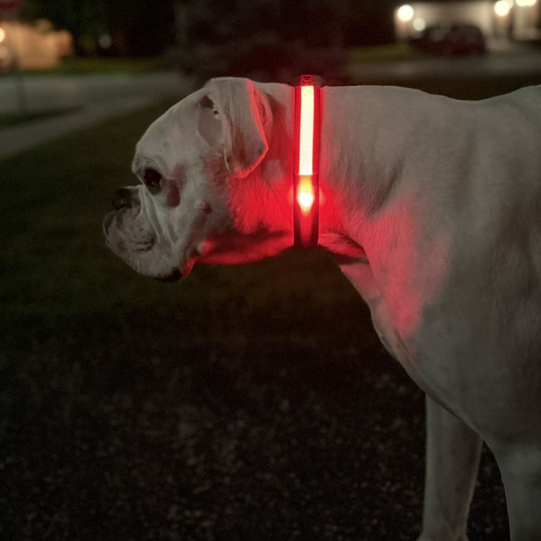 LED Collar - Simply Red